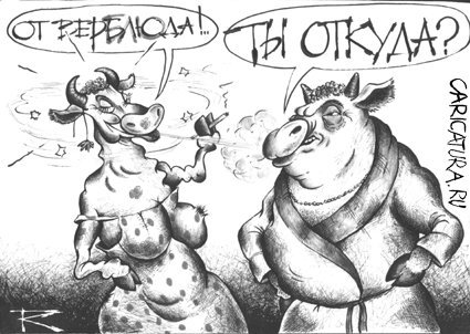Карикатура "от Верблюда", Кирилл Городецкий