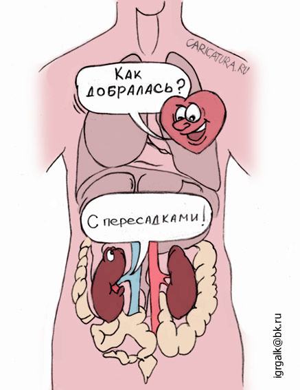 Карикатура "Почка", Игорь Галко