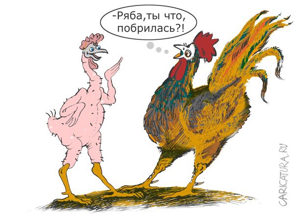 Петух и курица смешные картинки